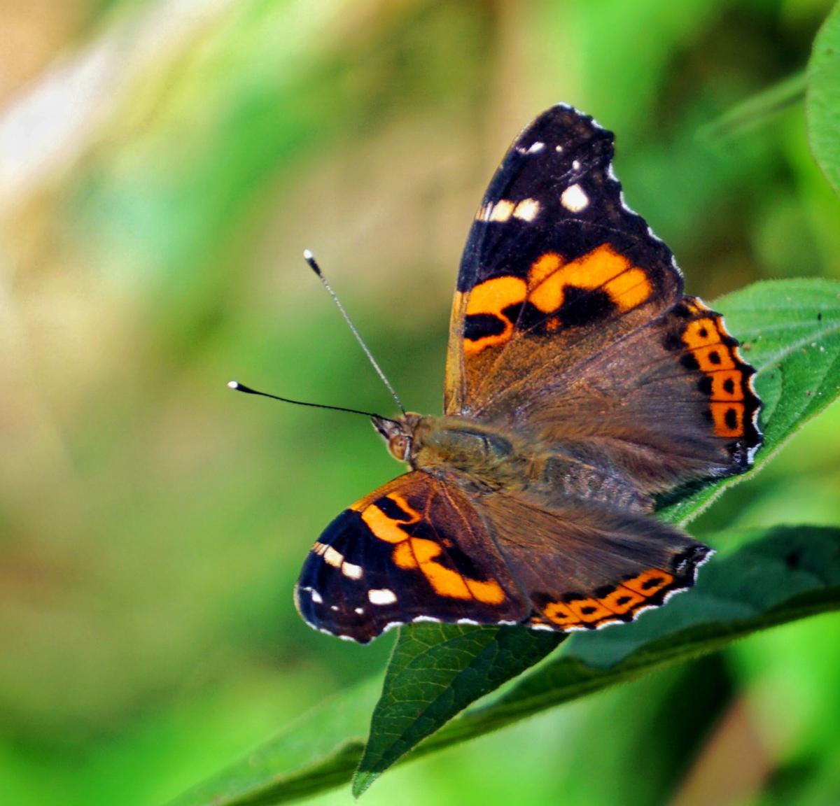 सह्याद्री लाल एडमिरल